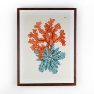 Coral II