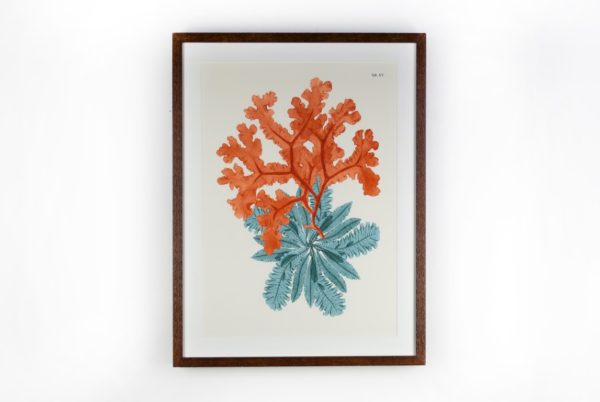 Coral II