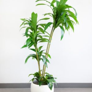 Potted Dracaena Plant