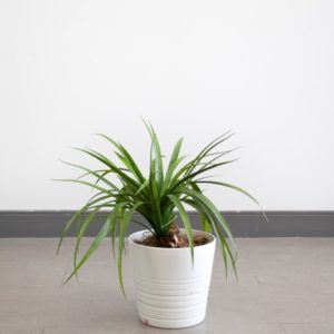 Potted Dracaena