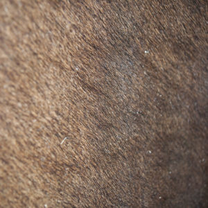 Darcy - 6´1" x 6´3" - Image 2